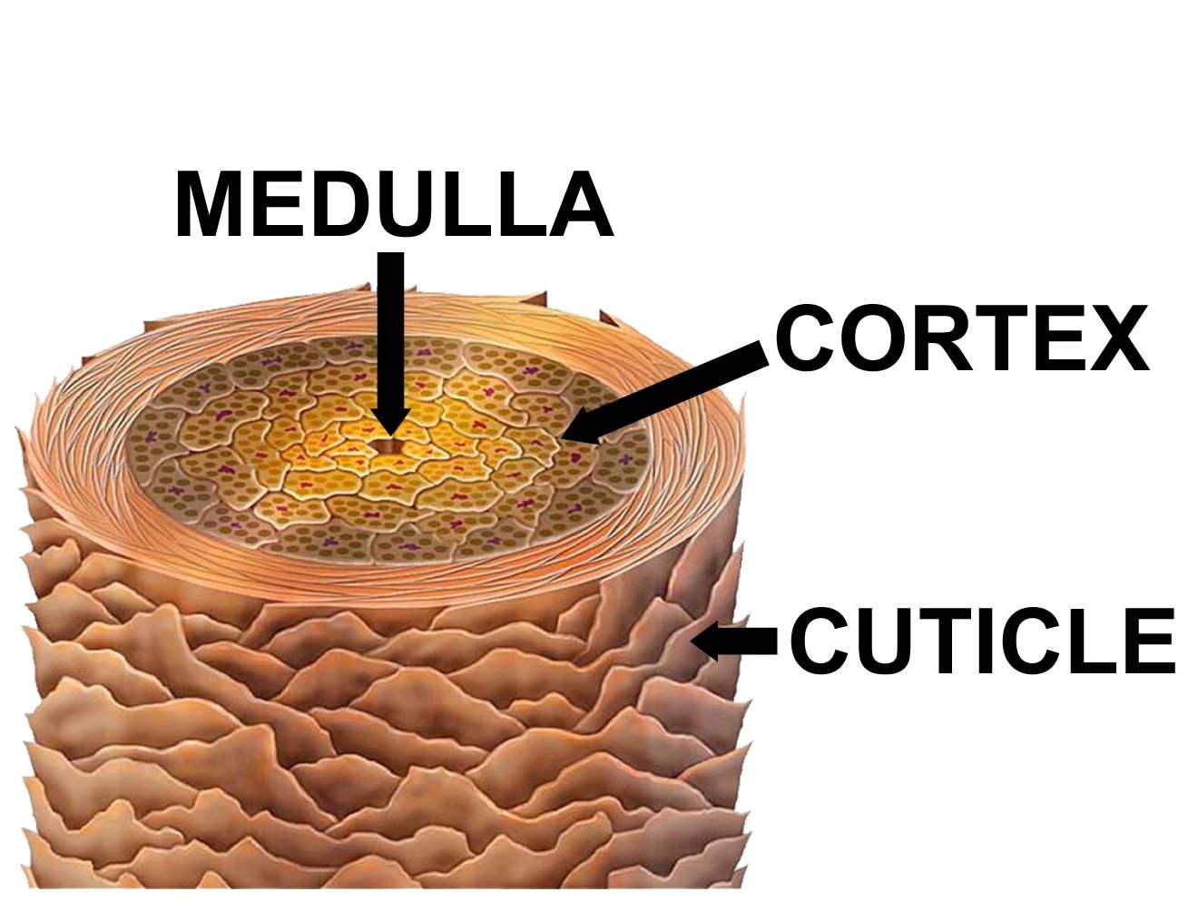 hair structure