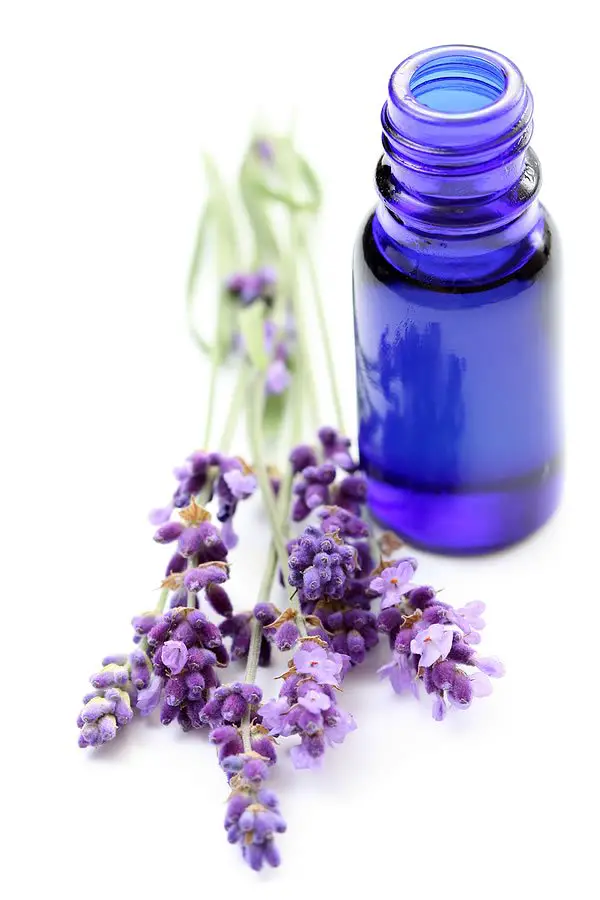 lavender oil